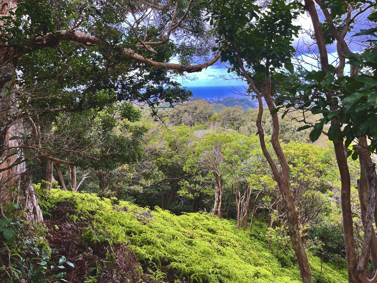 Oahu trail conditions — volcanic red dirt and jungle canopy